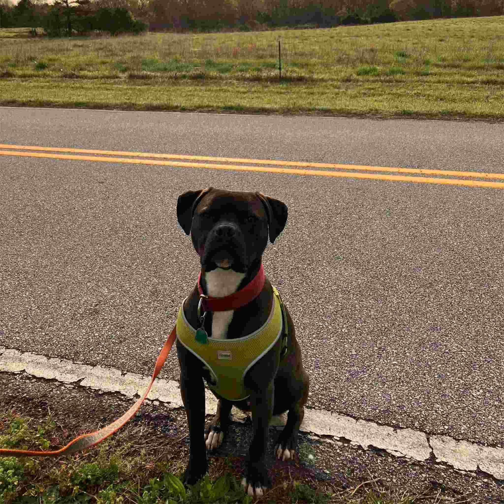 Roscoe, an adoptable Boxer, Pit Bull Terrier in Colbert, GA, 30628 | Photo Image 2