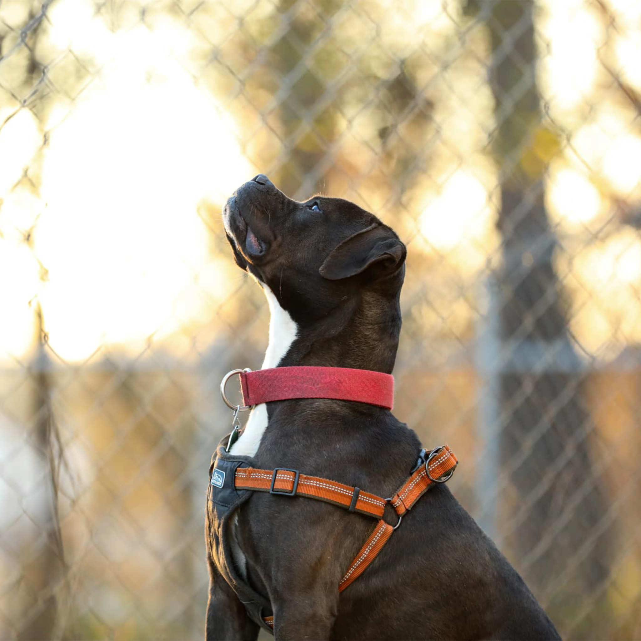 Enlarge Roscoe, a Adoptable mixed breed in Colbert, GA image 4/6