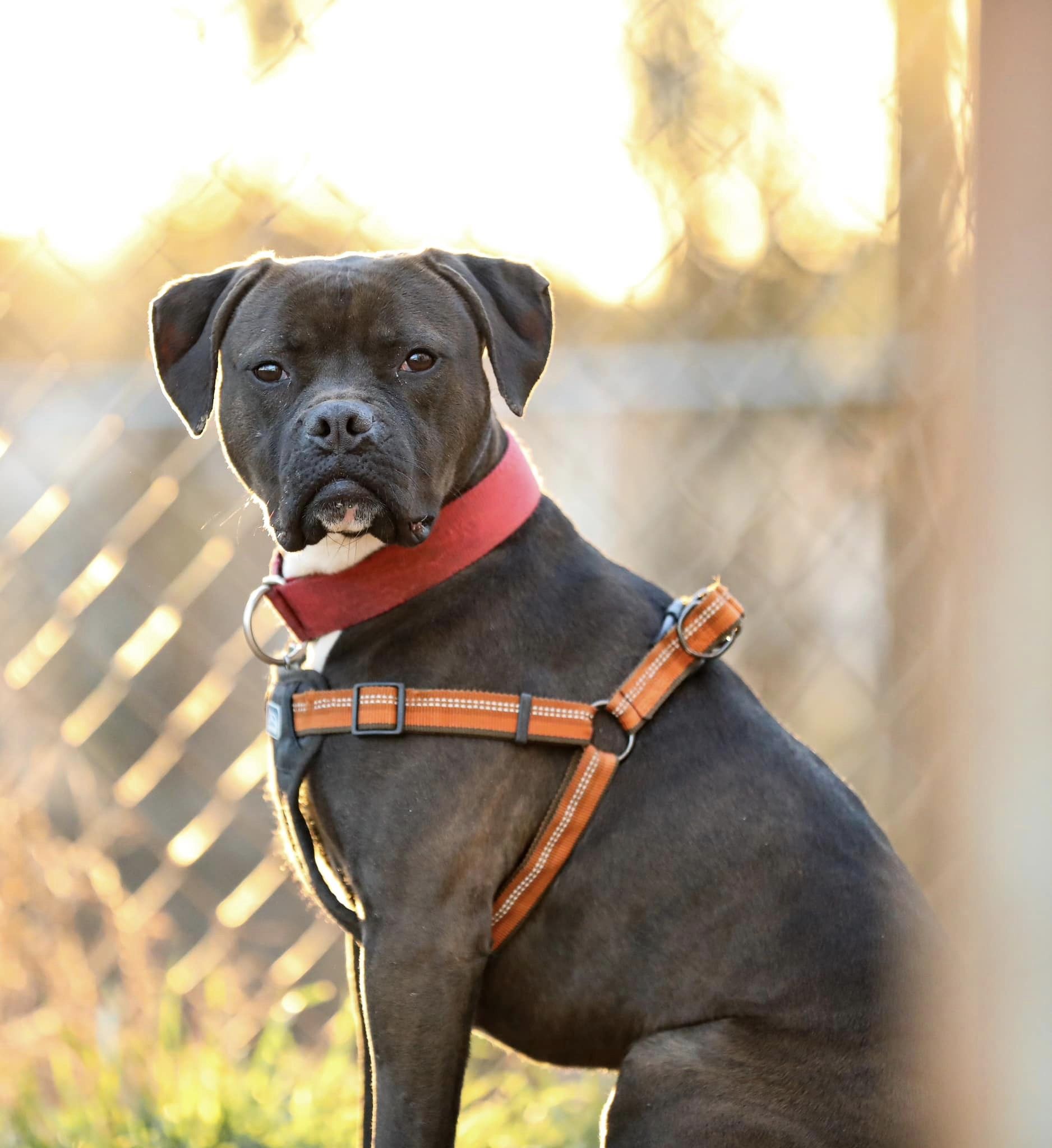 Enlarge Roscoe, a Adoptable mixed breed in Colbert, GA image 6/6