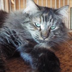 Logic — thumbnail 4