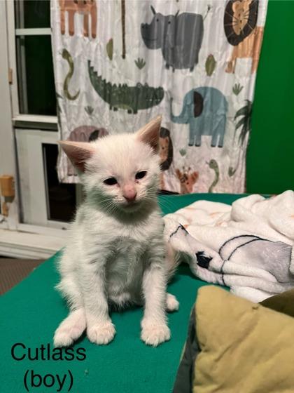 Enlarge Cutlass @ PetSmart in Athens, GA, an adopted mixed breed in Bishop, GA image 1/1