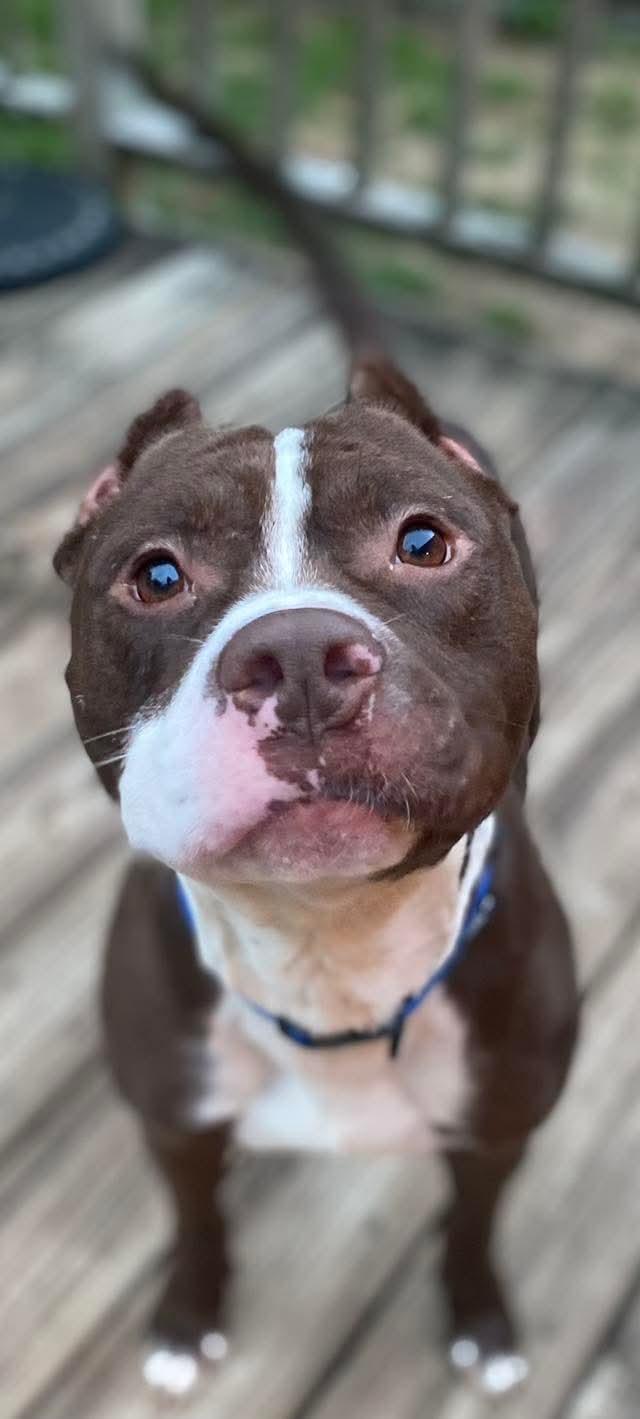 Enlarge Juice, a Adopted Pit Bull Terrier in Memphis, TN image 2/4