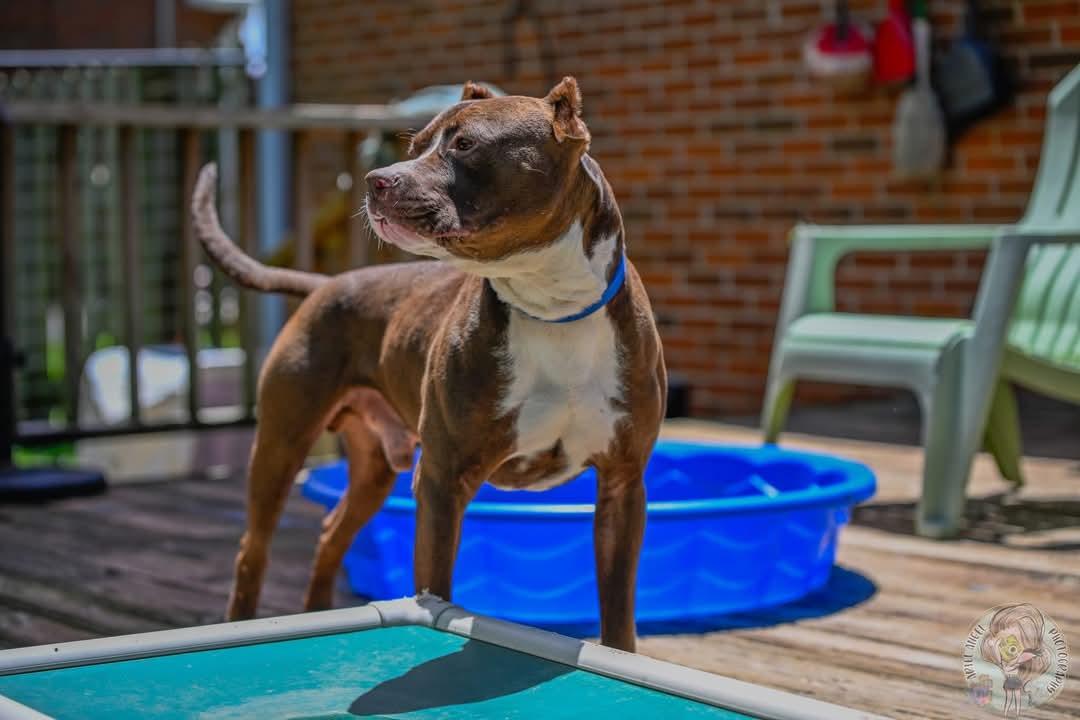 Enlarge Juice, a Adopted Pit Bull Terrier in Memphis, TN image 3/4