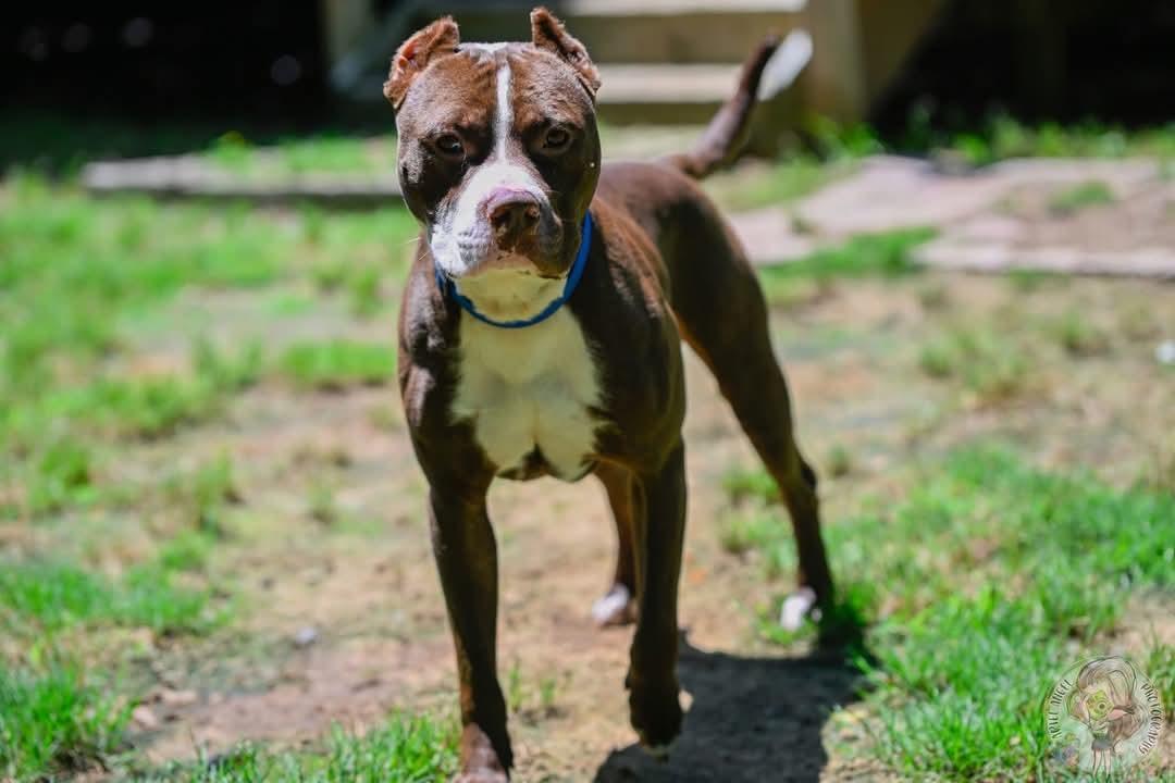 Enlarge Juice, a Adopted Pit Bull Terrier in Memphis, TN image 4/4