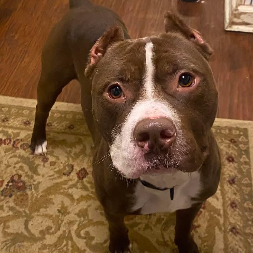 Juice, Adopted, Young Male Pit Bull Terrier.