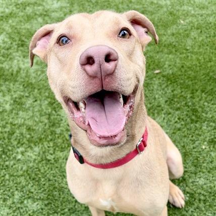 Pickles, a Adoptable mixed breed in Mooresville, NC image 1/6