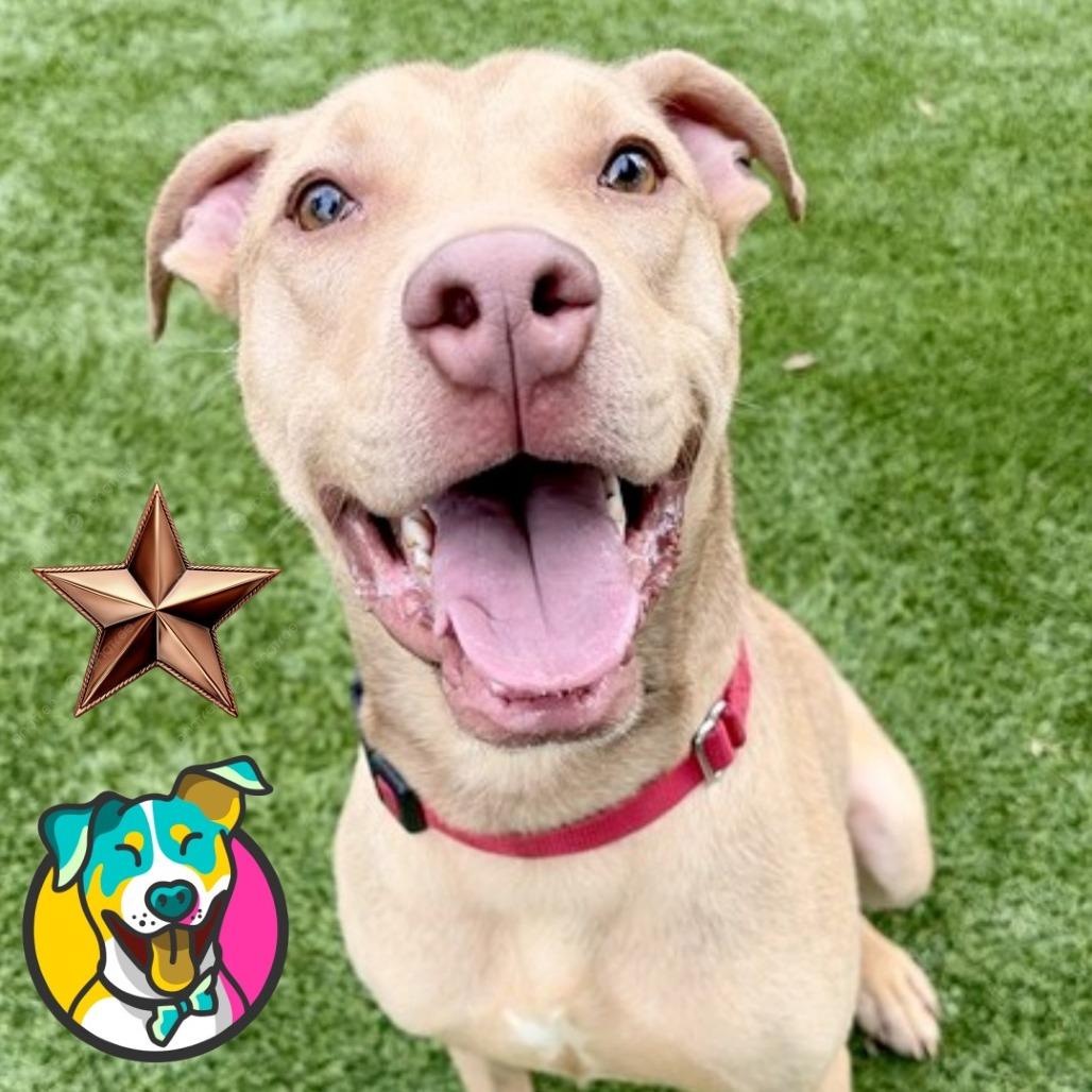 Pickles, a Adoptable mixed breed in Mooresville, NC image 2/6