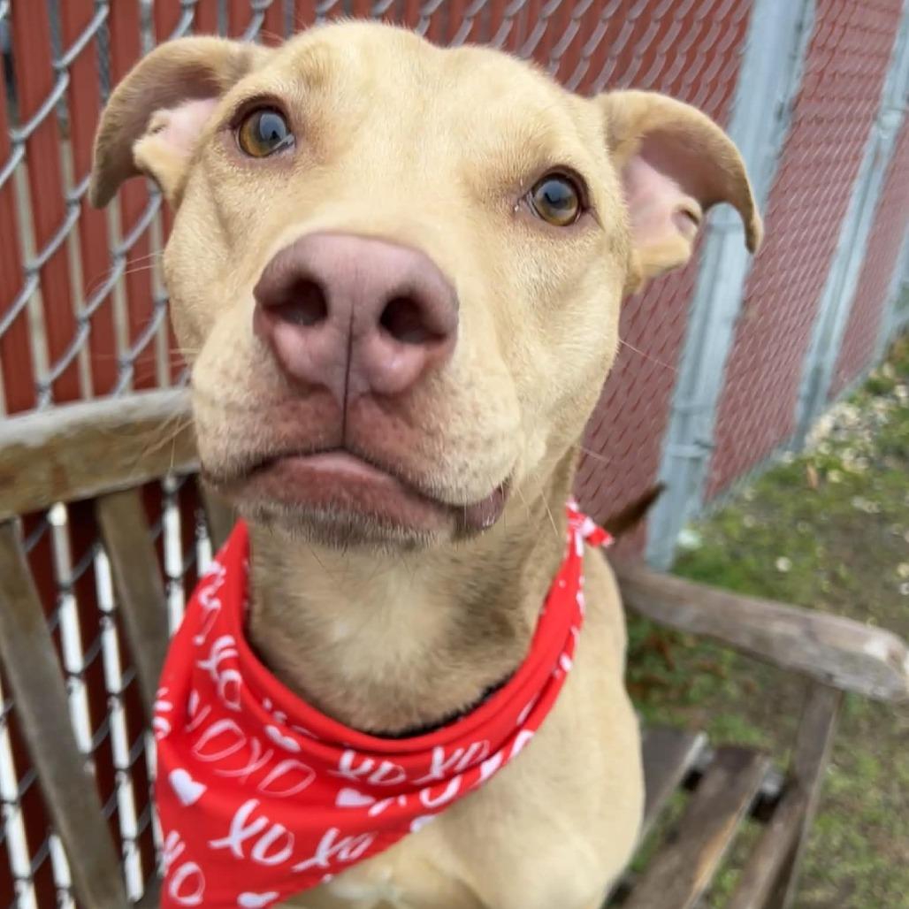 Pickles, a Adoptable mixed breed in Mooresville, NC image 3/6