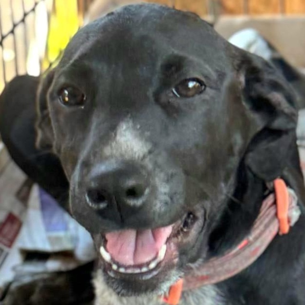 Willow Brook “your Love”