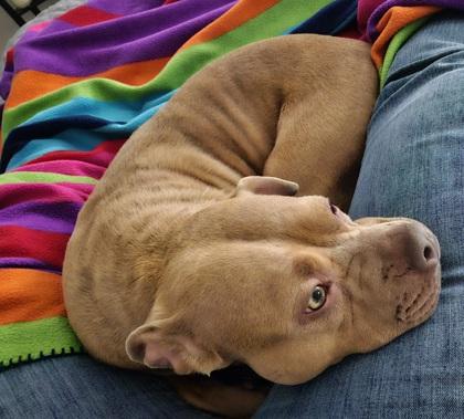 Surprise, Adoptable, Adult Female Pit Bull Terrier & Mixed Breed.