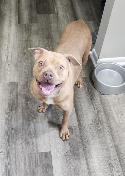 Enlarge Surprise, a Adoptable mixed breed in Atlanta, GA image 2/3