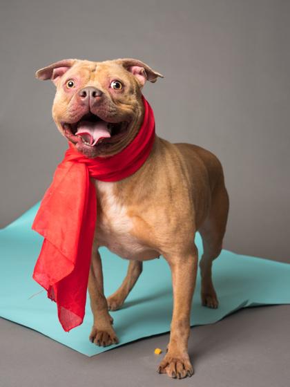 Enlarge Surprise, a Adoptable mixed breed in Atlanta, GA image 3/3