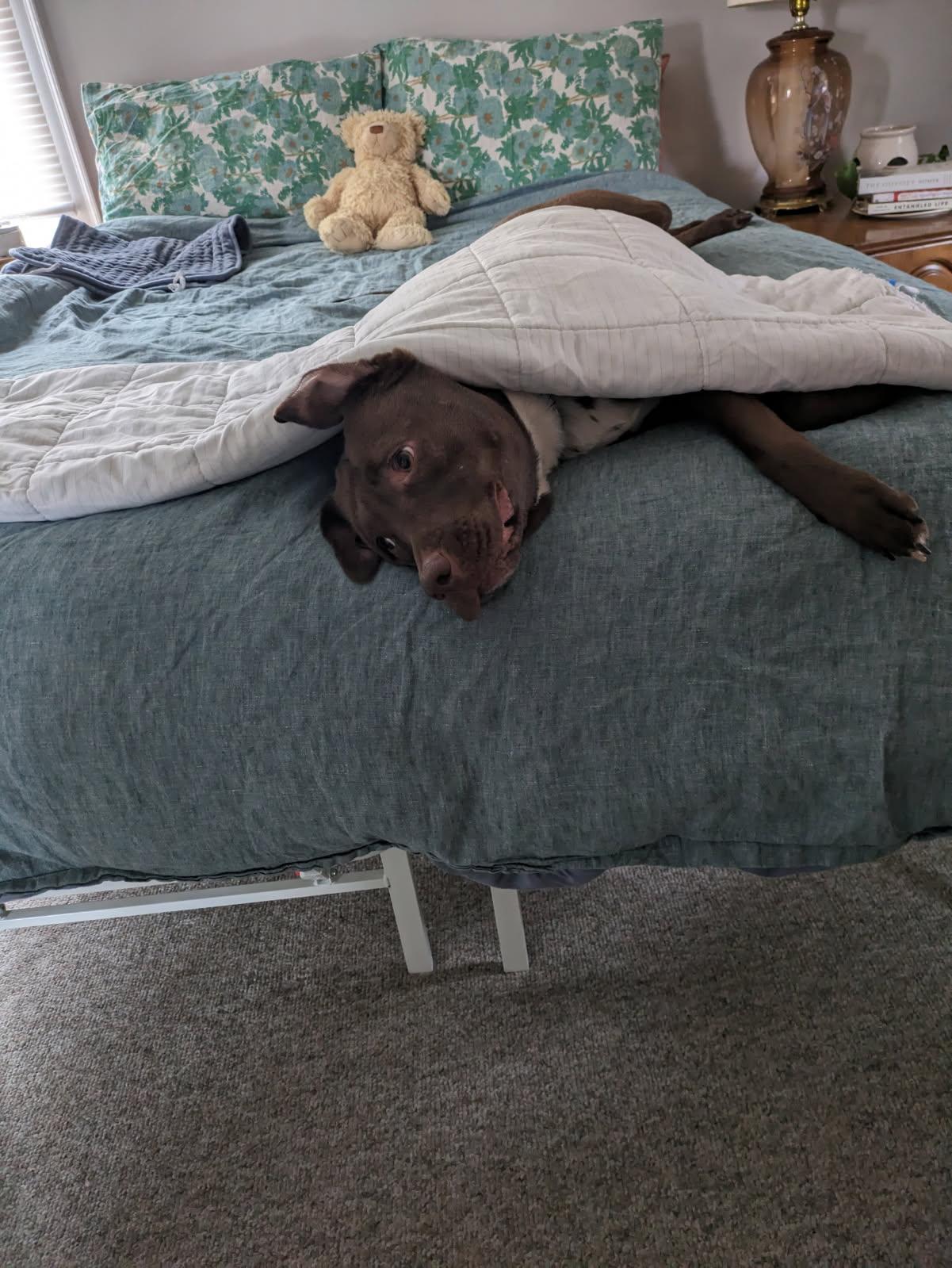 Enlarge Aspen, an adopted Mixed Breed in Mishawaka, IN image 4/6