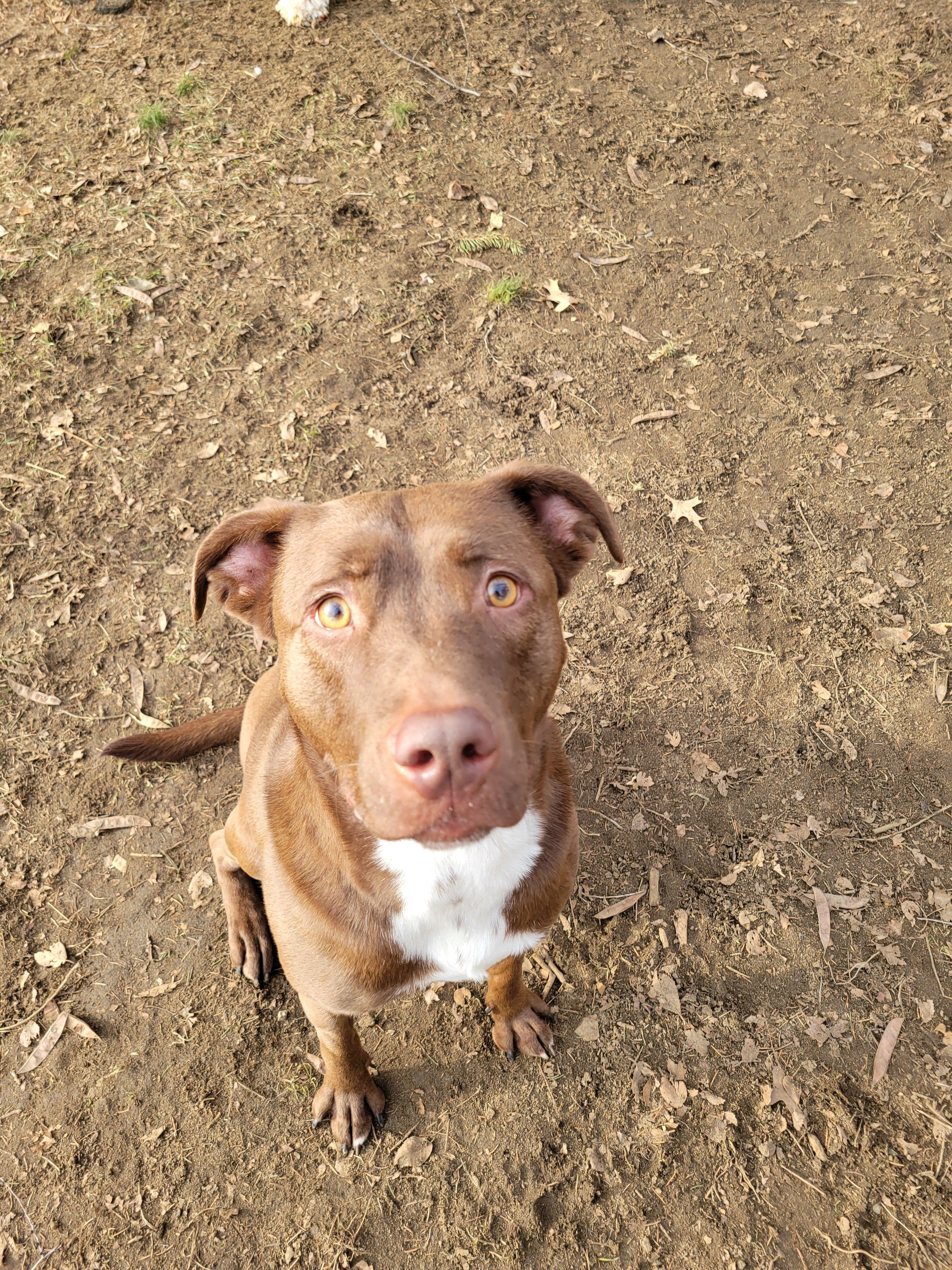 Aspen, Adoptable, Adult Female Mixed Breed.