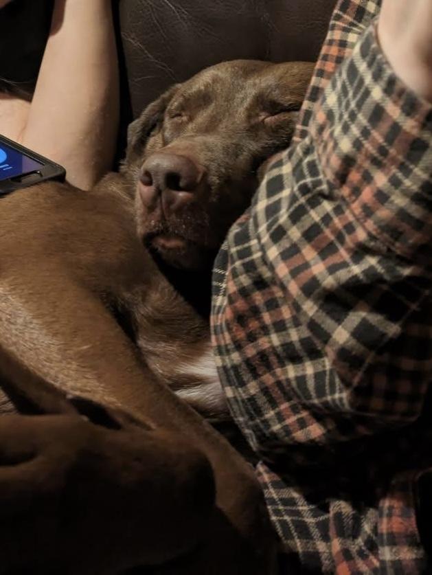 Enlarge Aspen, an adopted Mixed Breed in Mishawaka, IN image 3/6