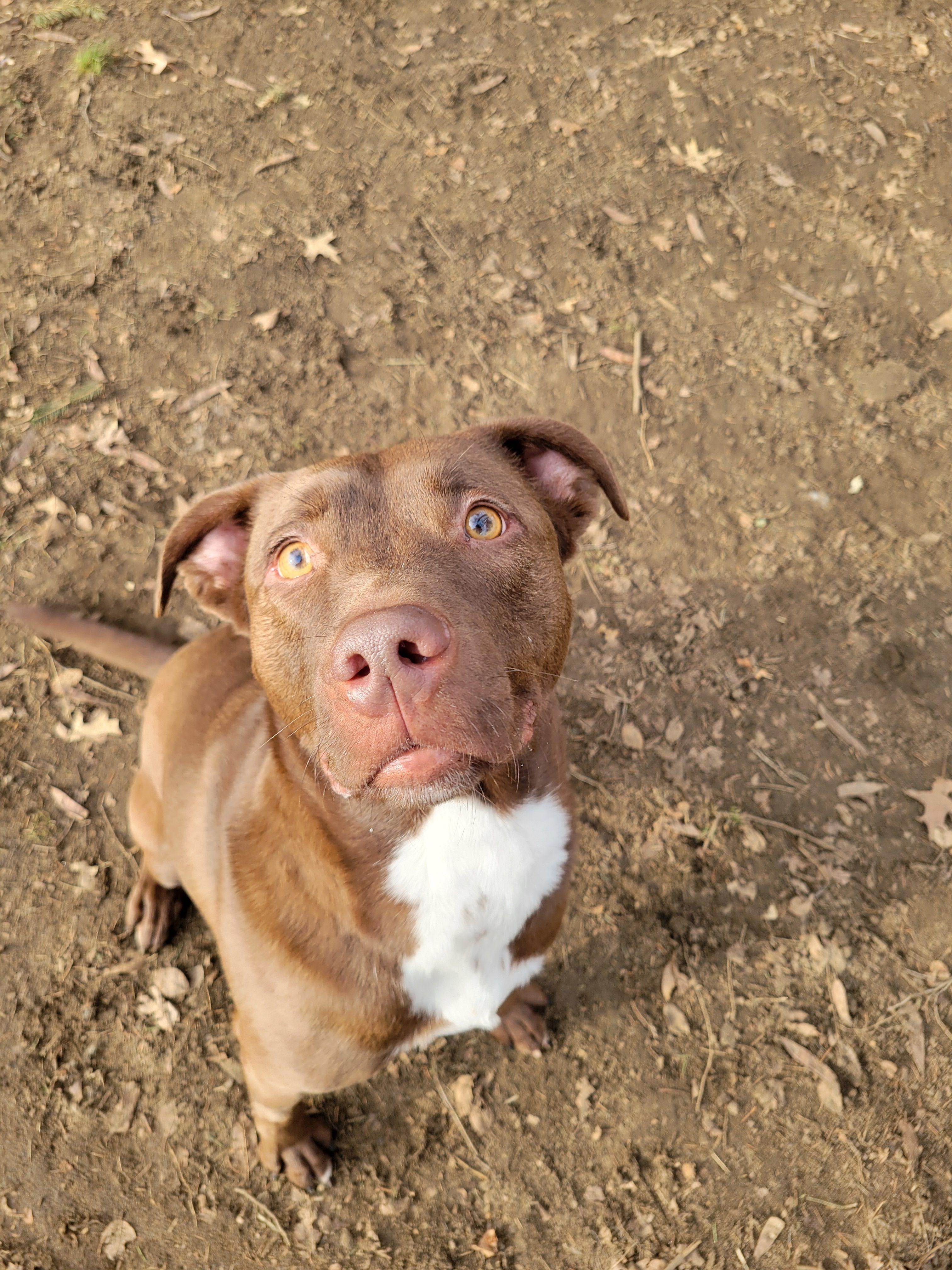 Enlarge Aspen, a Adoptable Mixed Breed in Mishawaka, IN image 2/5