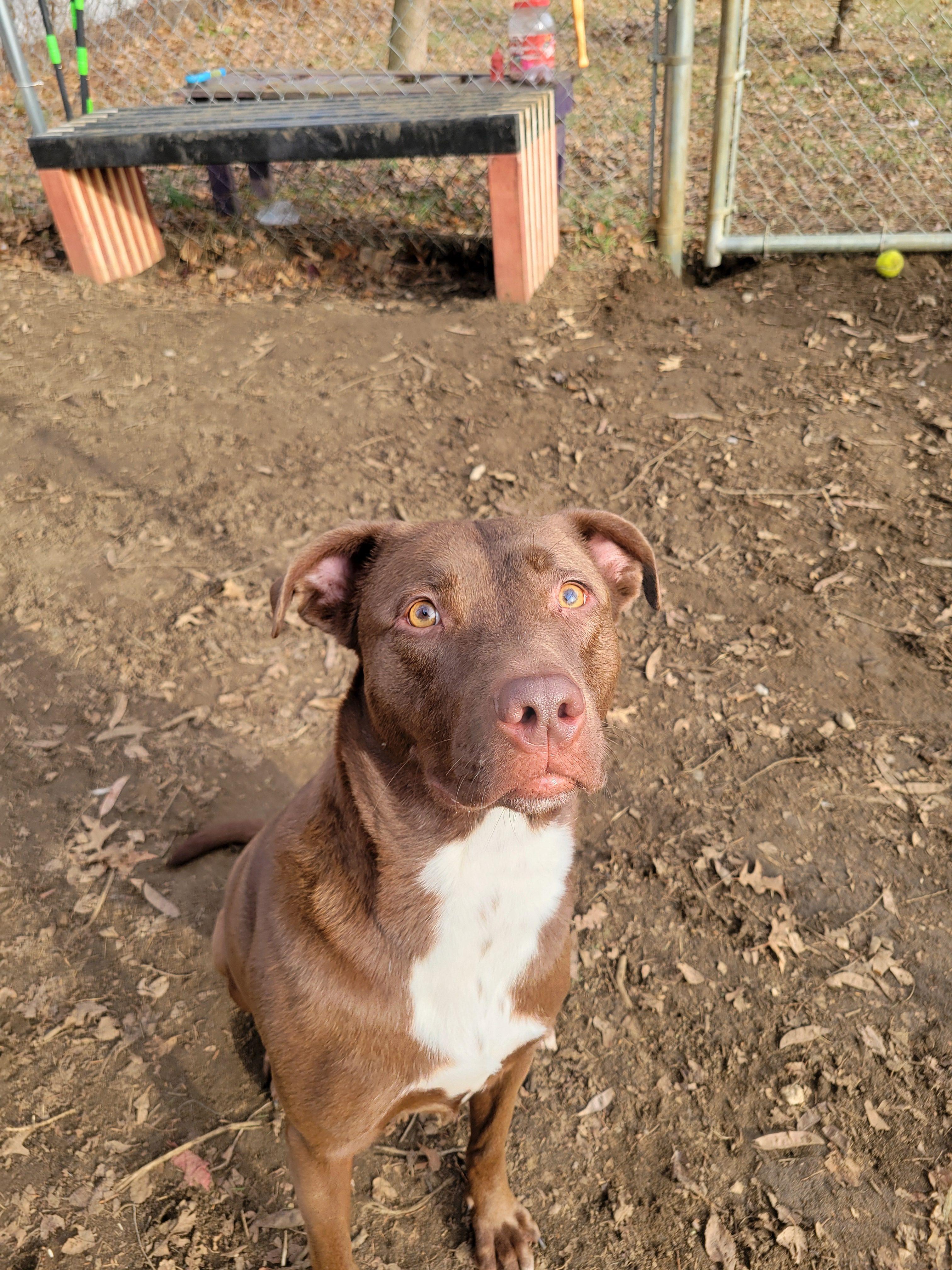 Enlarge Aspen, a Adoptable Mixed Breed in Mishawaka, IN image 3/5