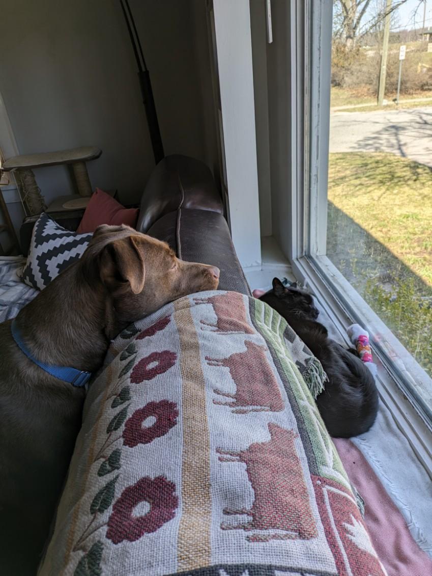 Enlarge Aspen, an adopted Mixed Breed in Mishawaka, IN image 6/6