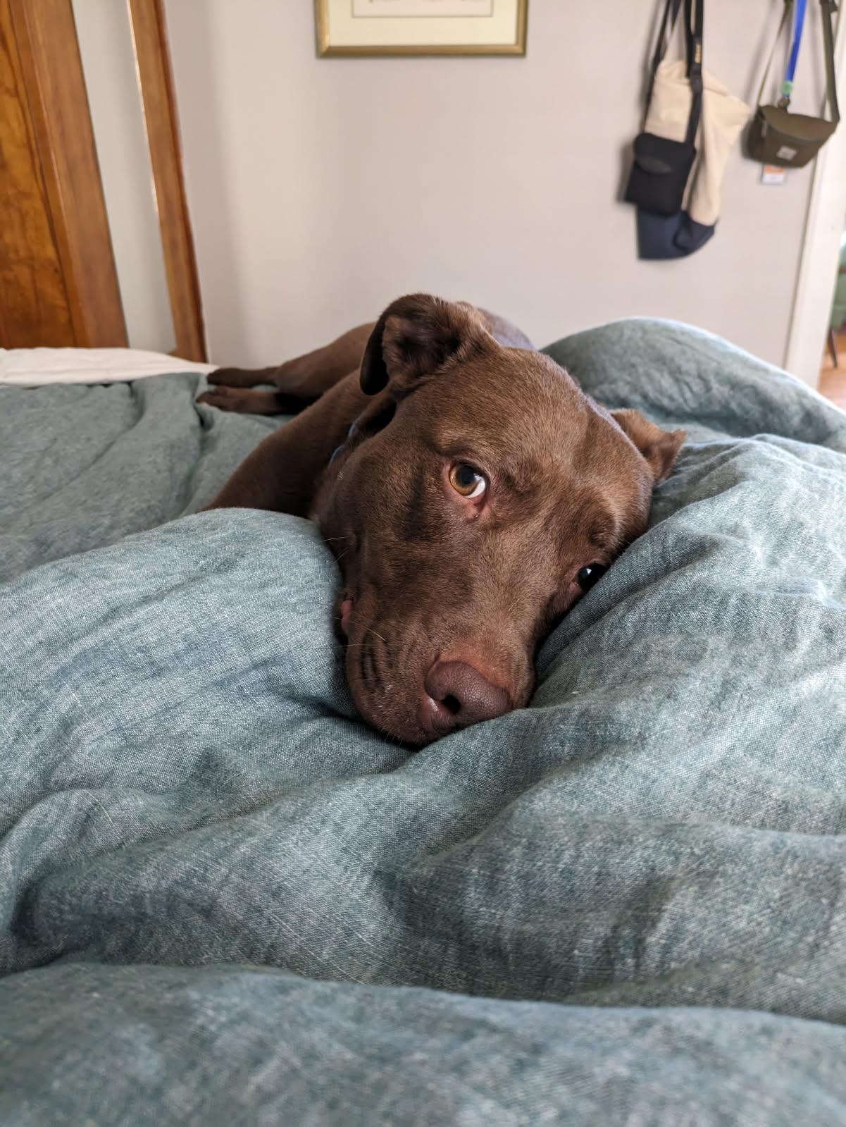 Enlarge Aspen, an adopted Mixed Breed in Mishawaka, IN image 1/6