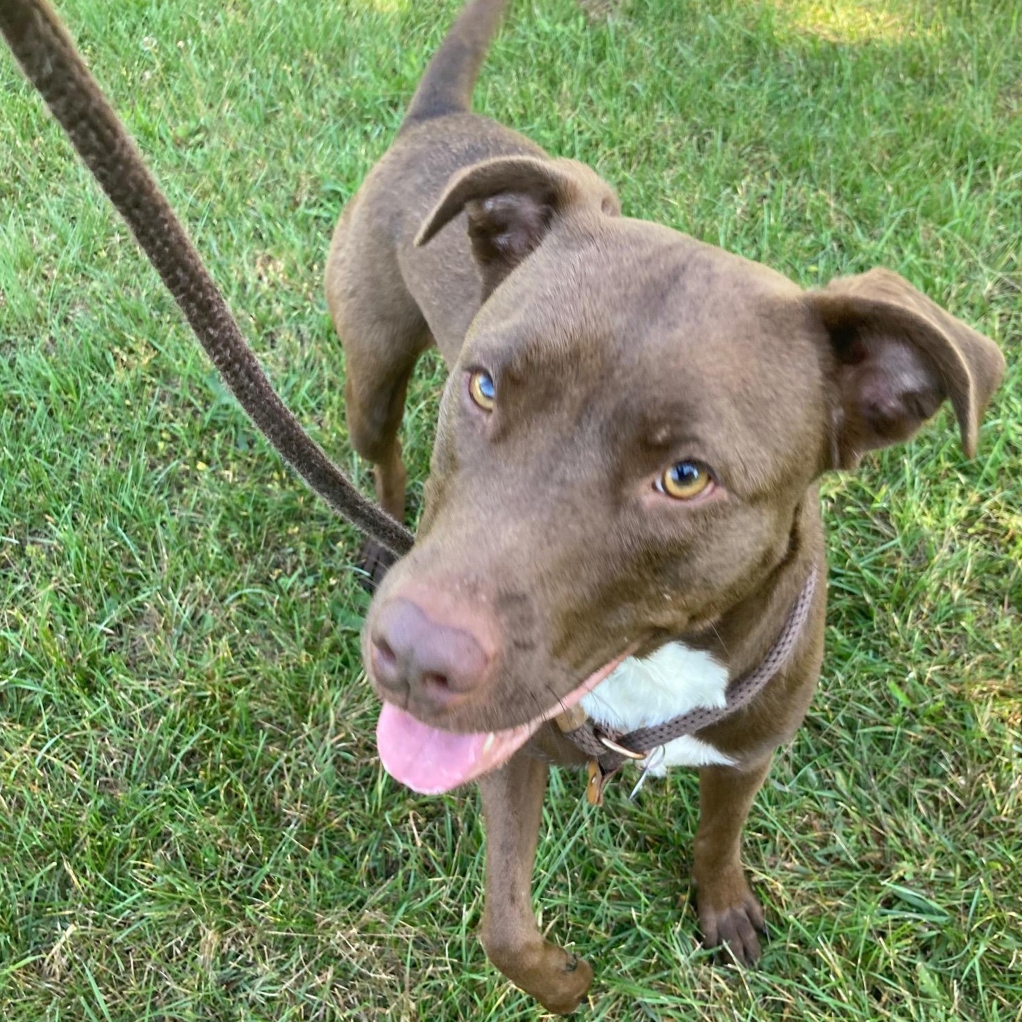 Enlarge Aspen, a Adoptable Mixed Breed in Mishawaka, IN image 4/5