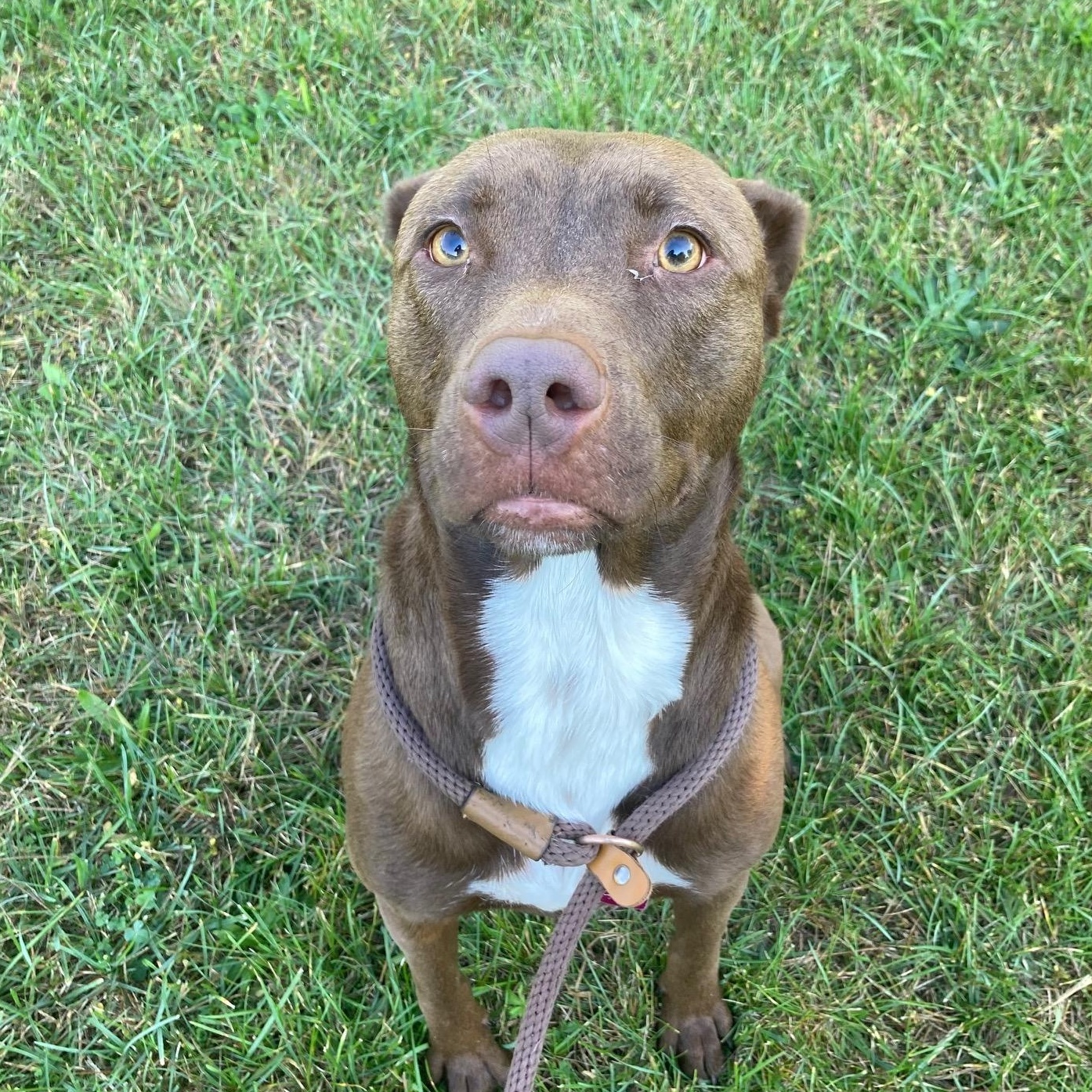 Enlarge Aspen, a Adoptable Mixed Breed in Mishawaka, IN image 5/5