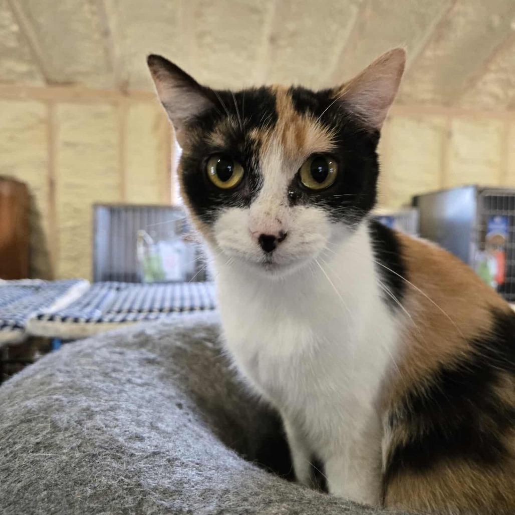 Enlarge Nala, a Adoptable Domestic Short Hair in Flower Mound, TX image 1/1