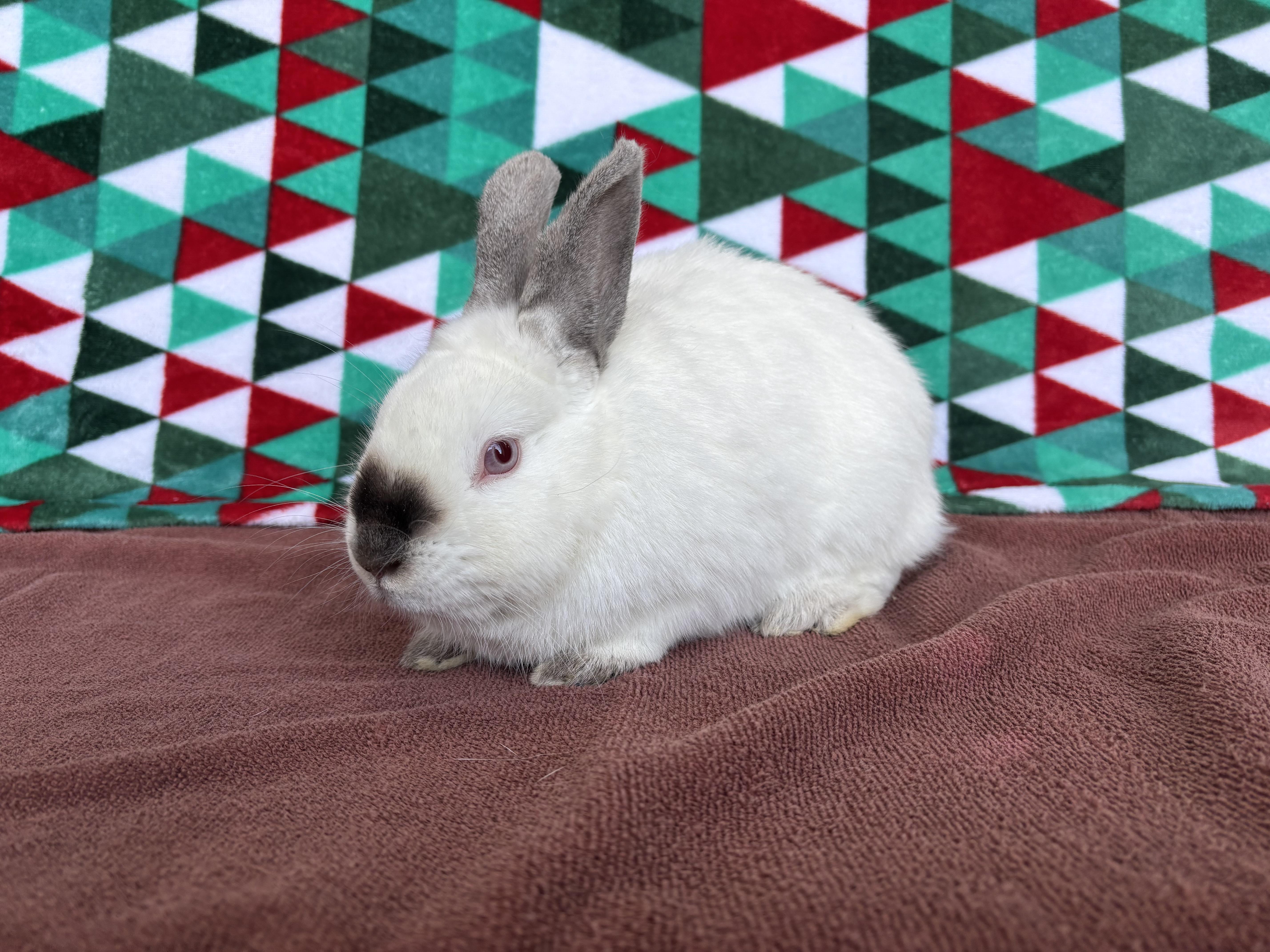 Enlarge Mighty Mouse, an adopted mixed breed in Appleton, WI image 2/3