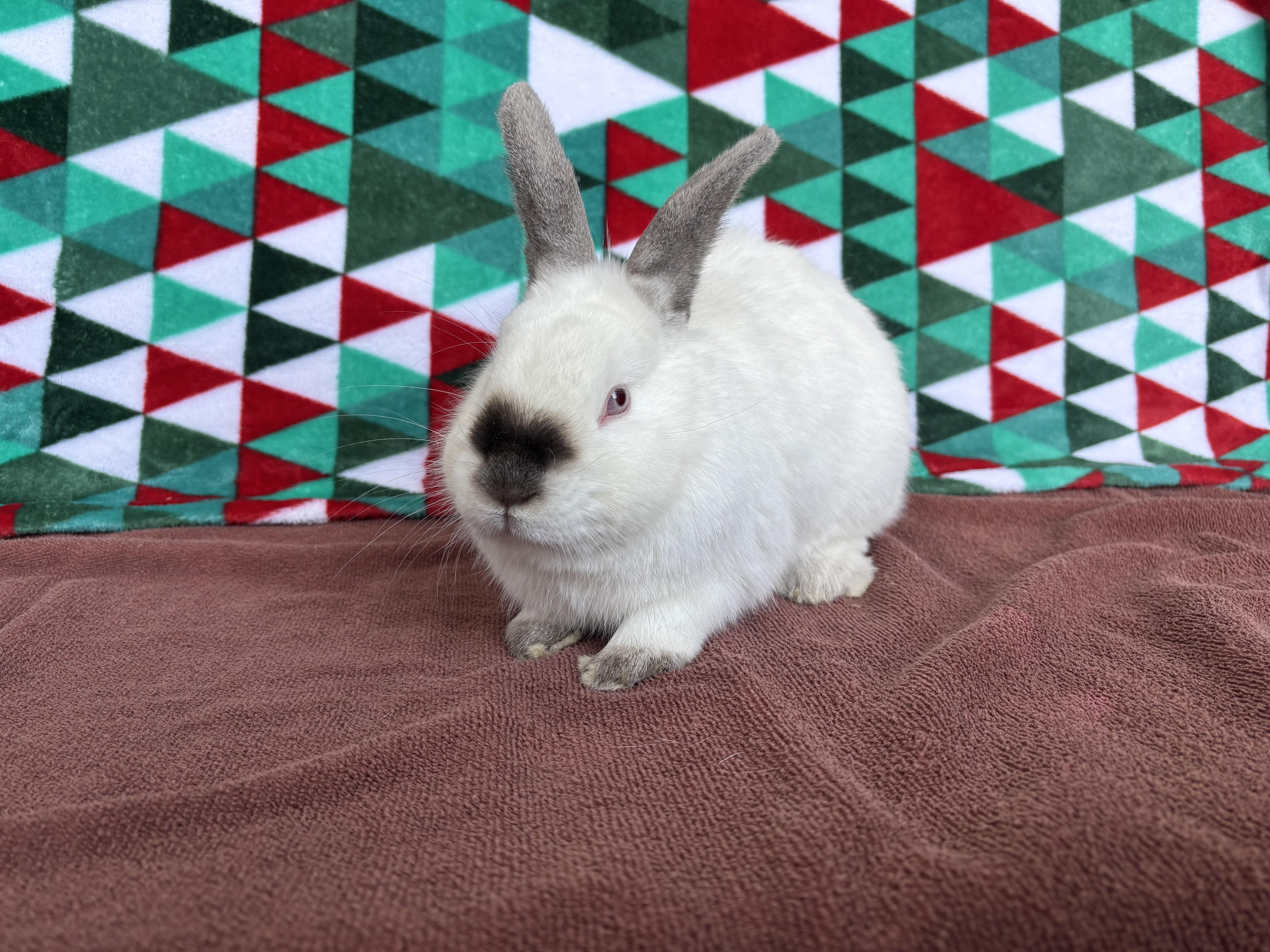 Mighty Mouse, ADOPTABLE, Adult Male Bunny Rabbit.