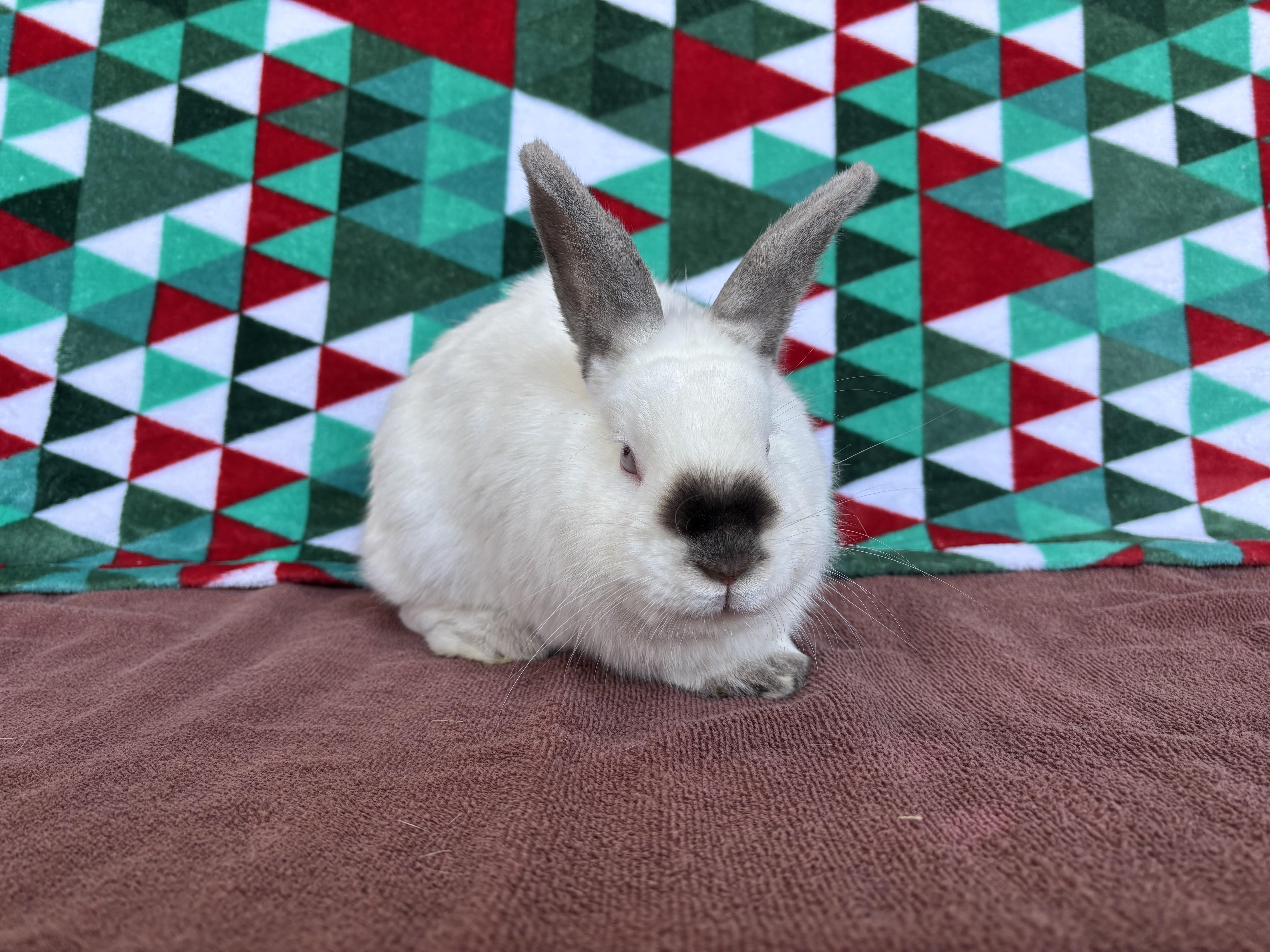 Enlarge Mighty Mouse, an adopted mixed breed in Appleton, WI image 3/3