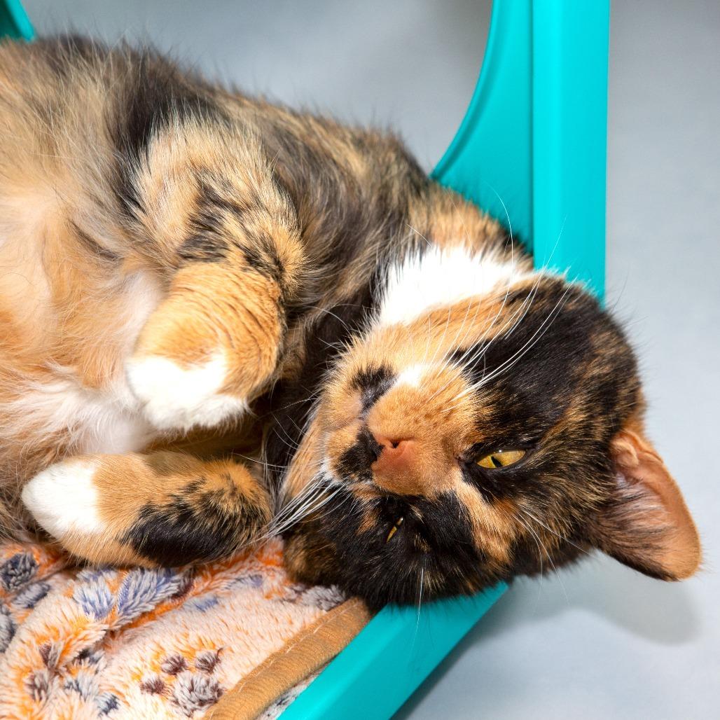 Cali, Adoptable, Adult Female Domestic Medium Hair.