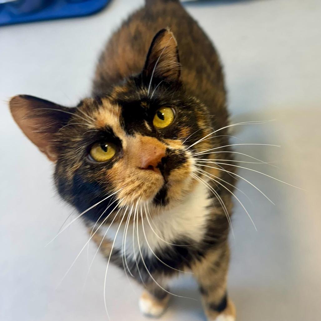 Enlarge Cali, a Adoptable Domestic Medium Hair in Boston, MA image 4/6