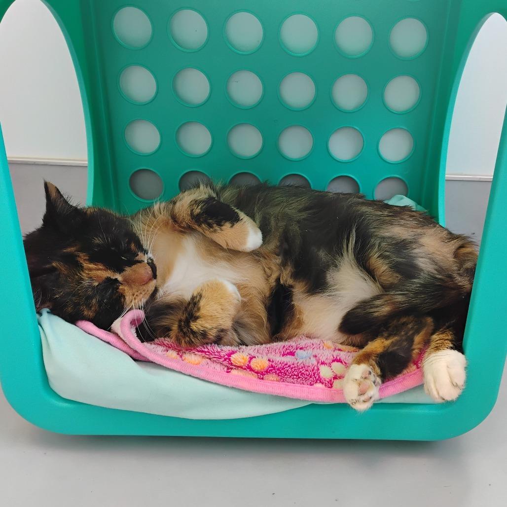 Enlarge Cali, a Adoptable Domestic Medium Hair in Boston, MA image 5/6