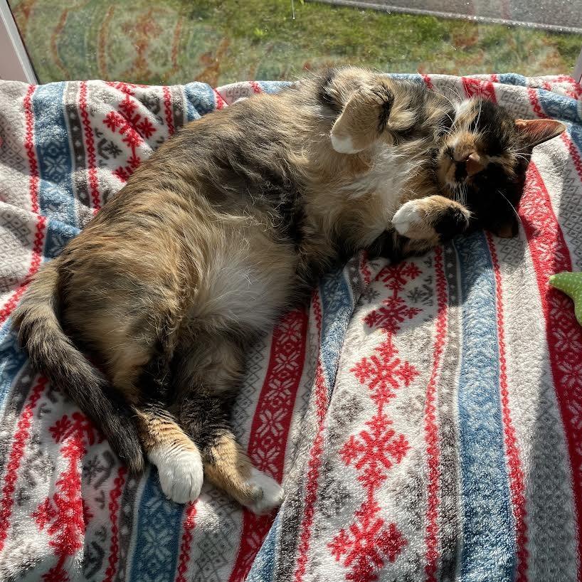 Enlarge Cali, a Adoptable Domestic Medium Hair in Boston, MA image 6/6