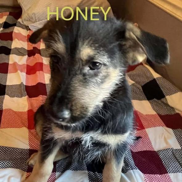 Honey, Adoptable, Puppy Female German Shepherd Dog.