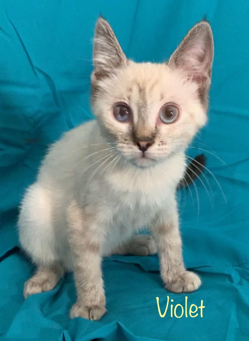 Violet, a ADOPTABLE Siamese in Dixon, CA image 3/3