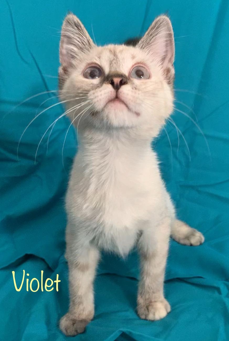 Violet, ADOPTABLE, Kitten Female Siamese.