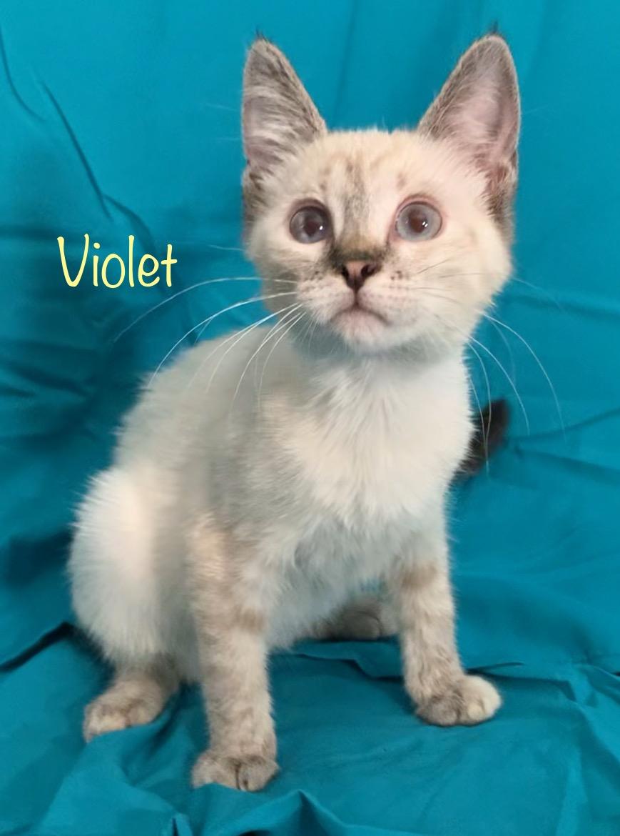 Violet, a ADOPTABLE Siamese in Dixon, CA image 2/3