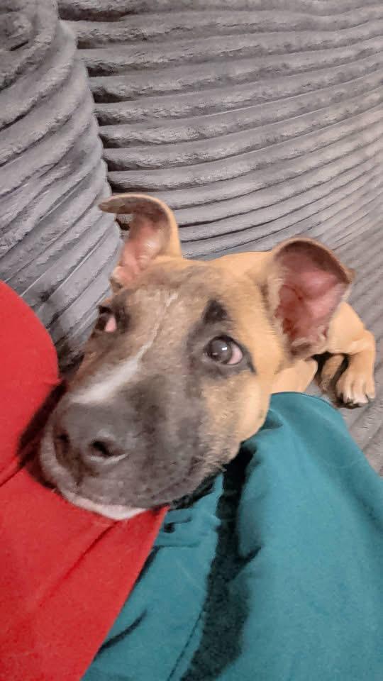 Enlarge Barrett, a Adoptable mixed breed in Byron, IL image 2/3