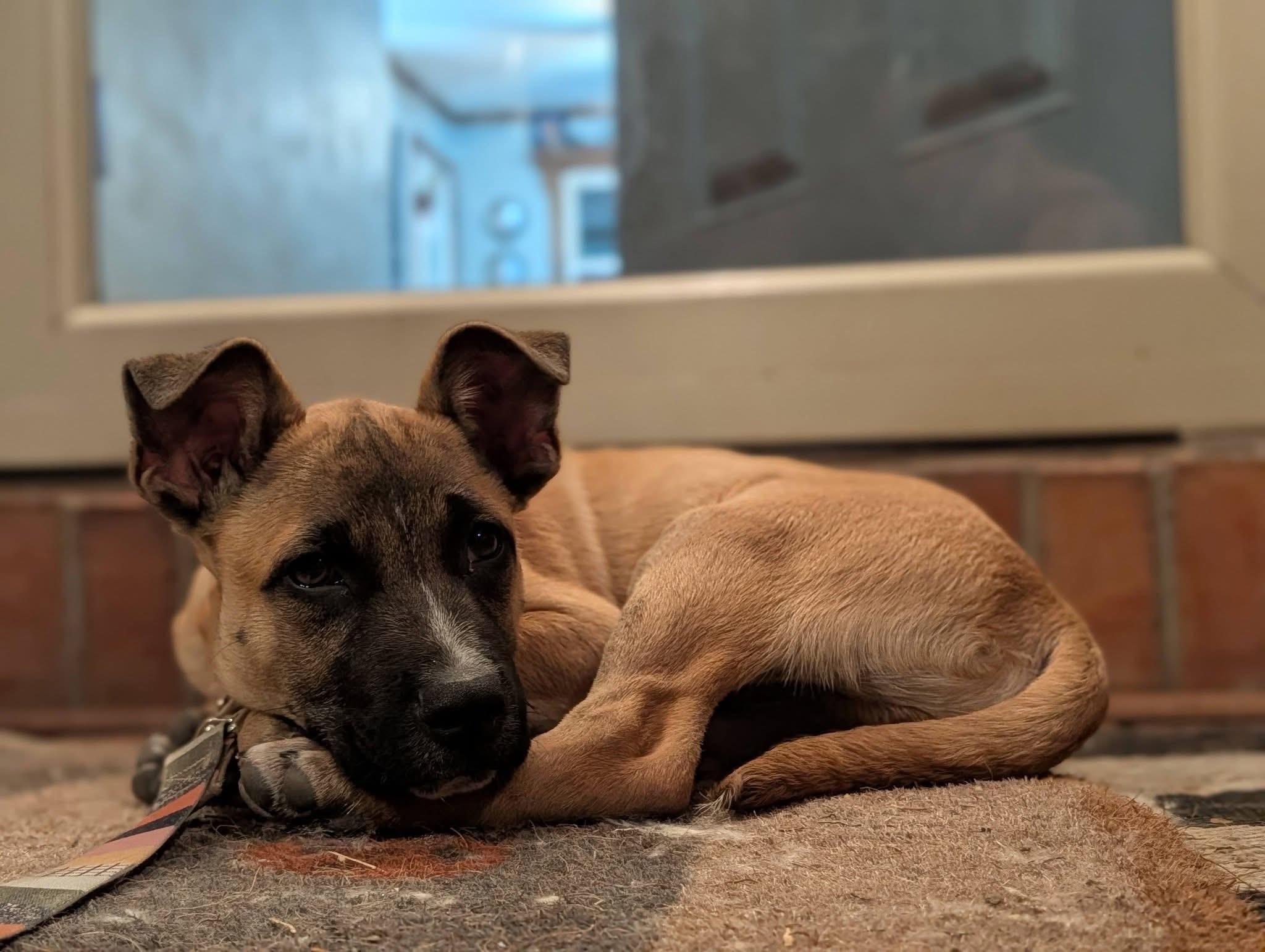 Enlarge Barrett, a Adoptable mixed breed in Byron, IL image 3/3