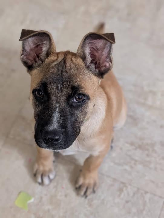 Enlarge Barrett, a Adoptable mixed breed in Byron, IL image 1/3