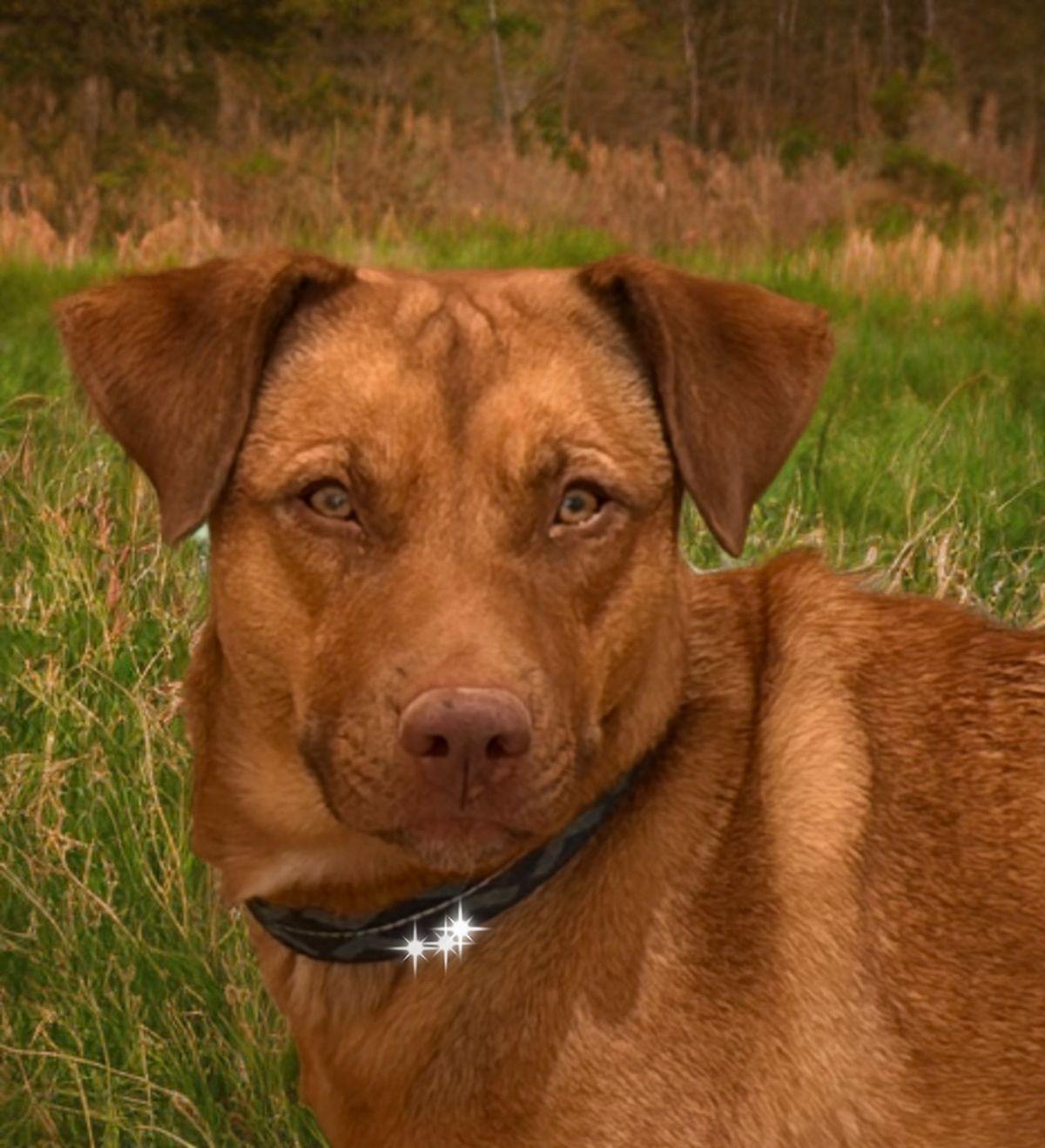 Sky, Adoptable, Adult Female Shepherd.