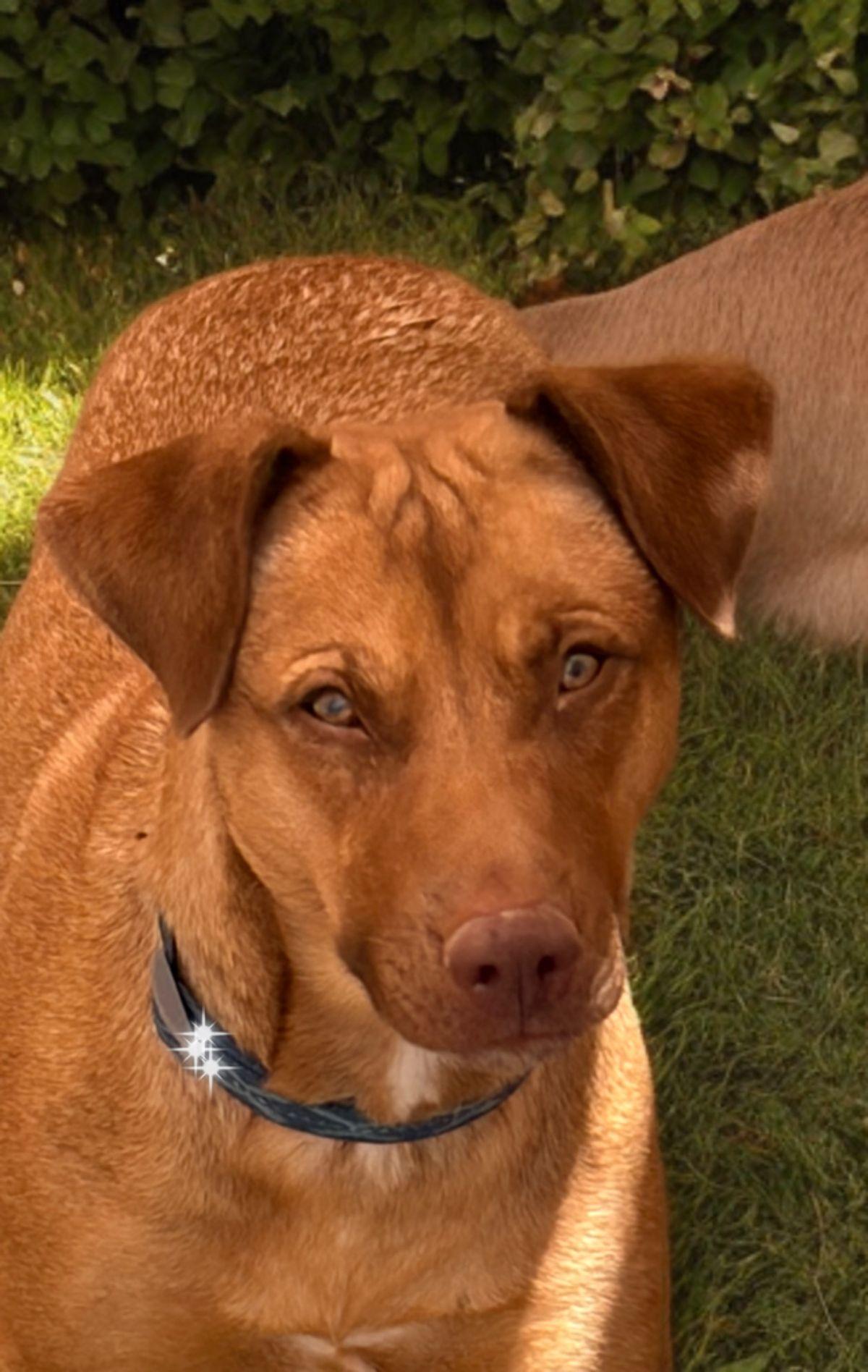 Enlarge Sky, a Adoptable Shepherd in Kingman, AZ image 2/3