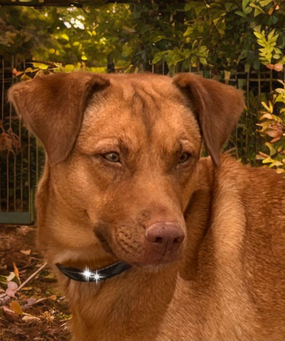 Enlarge Sky, a Adoptable Shepherd in Kingman, AZ image 3/3