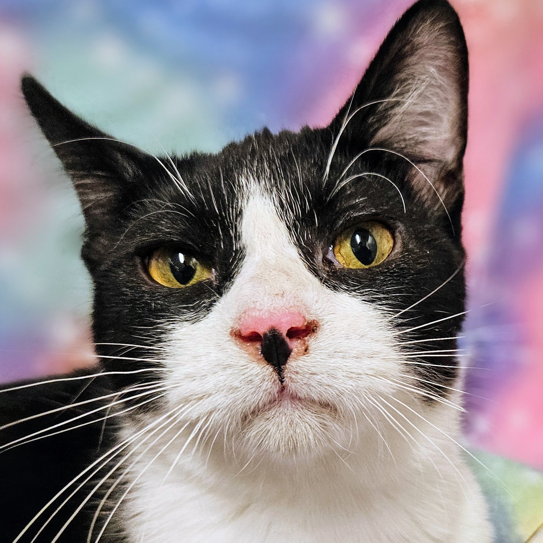 Enlarge Andy - Rancho Cucamonga PetSmart, a Adoptable Domestic Short Hair in Rancho Cucamonga, CA image 1/2