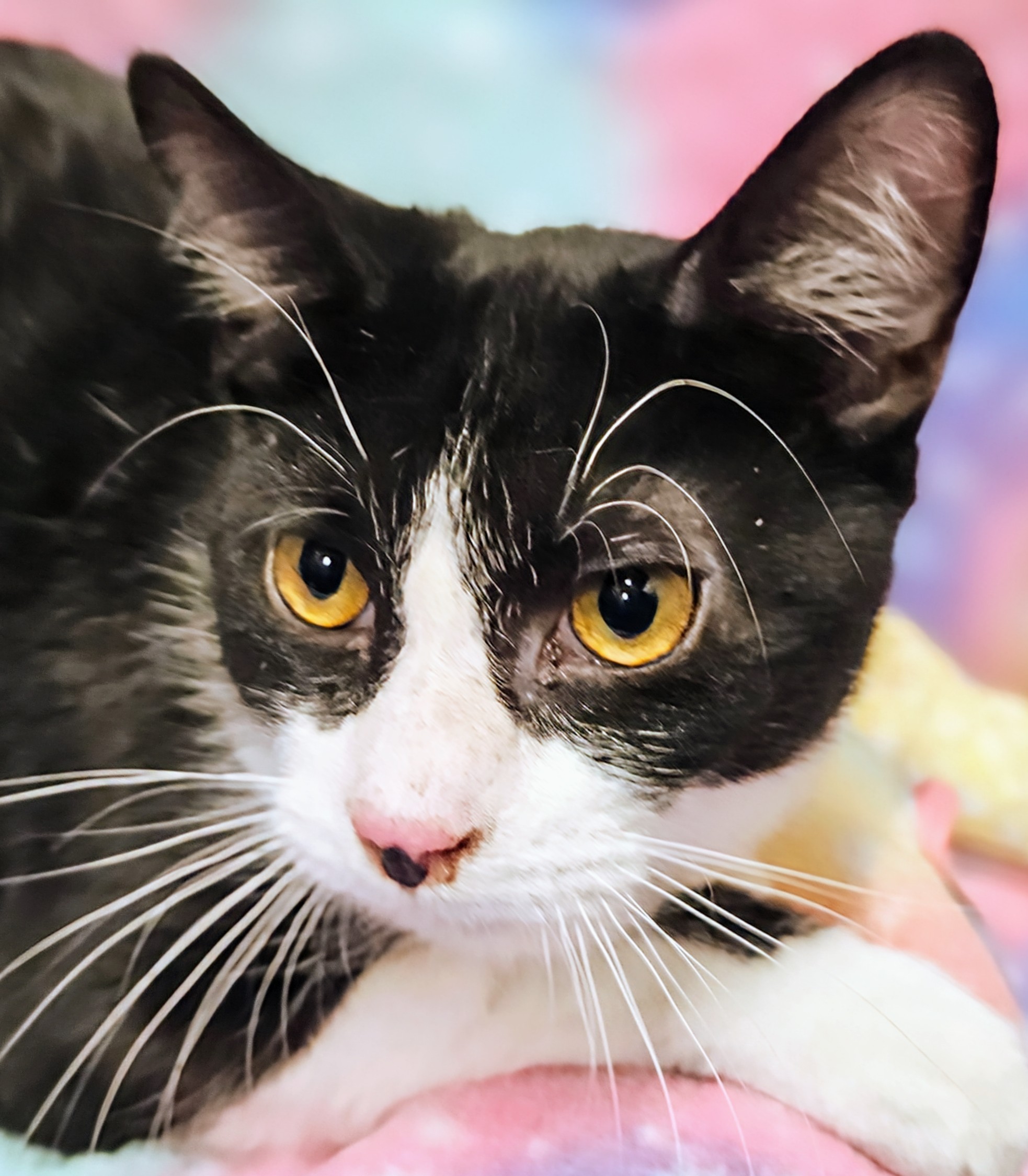 Enlarge Andy - Rancho Cucamonga PetSmart, a Adoptable Domestic Short Hair in Rancho Cucamonga, CA image 2/2