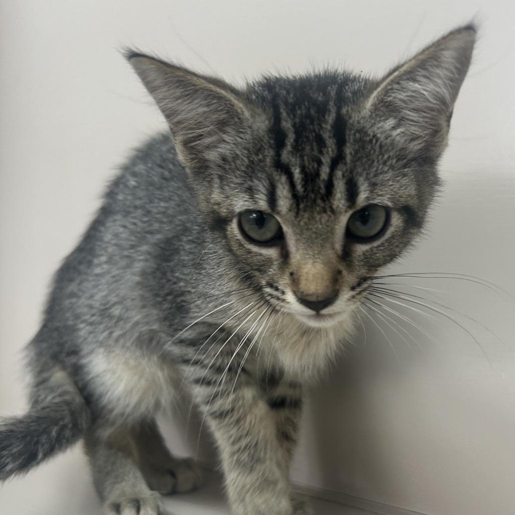 Colby, Adoptable, Kitten Male Domestic Short Hair.