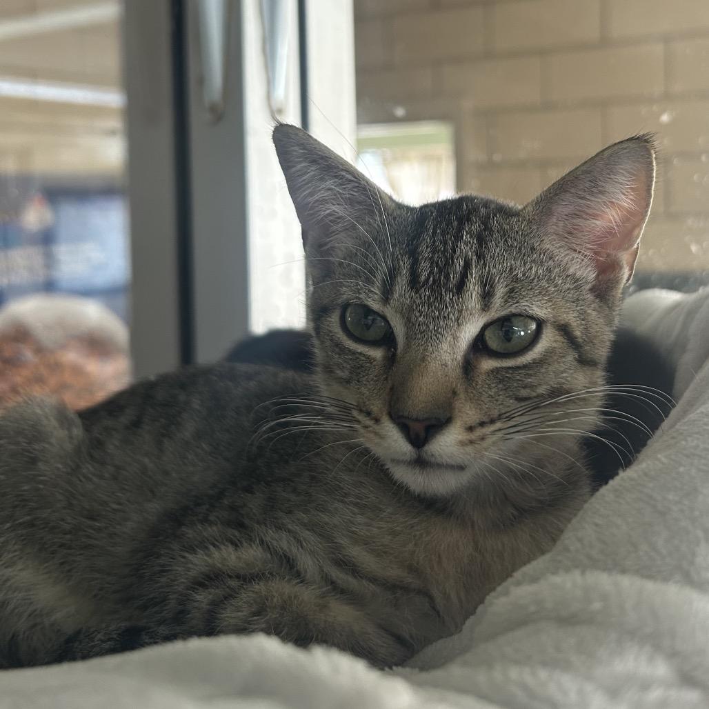 Enlarge Colby, a Adoptable Domestic Short Hair in West Point, MS image 2/2