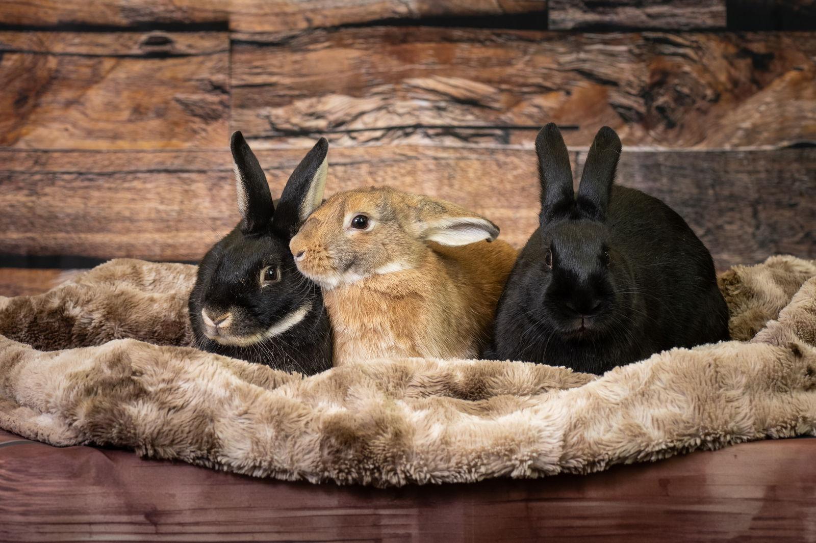 Enlarge Ester, a Adoptable American in Antioch, CA image 2/3