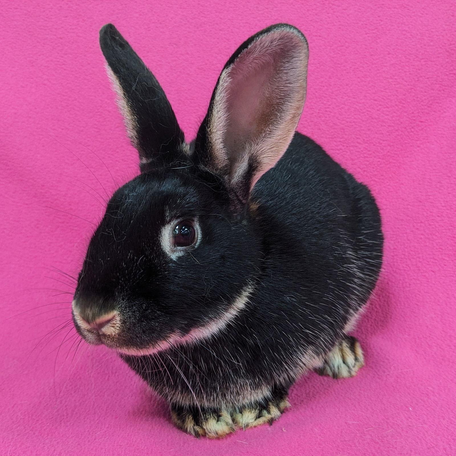 Ester, Adoptable, Young Female American.