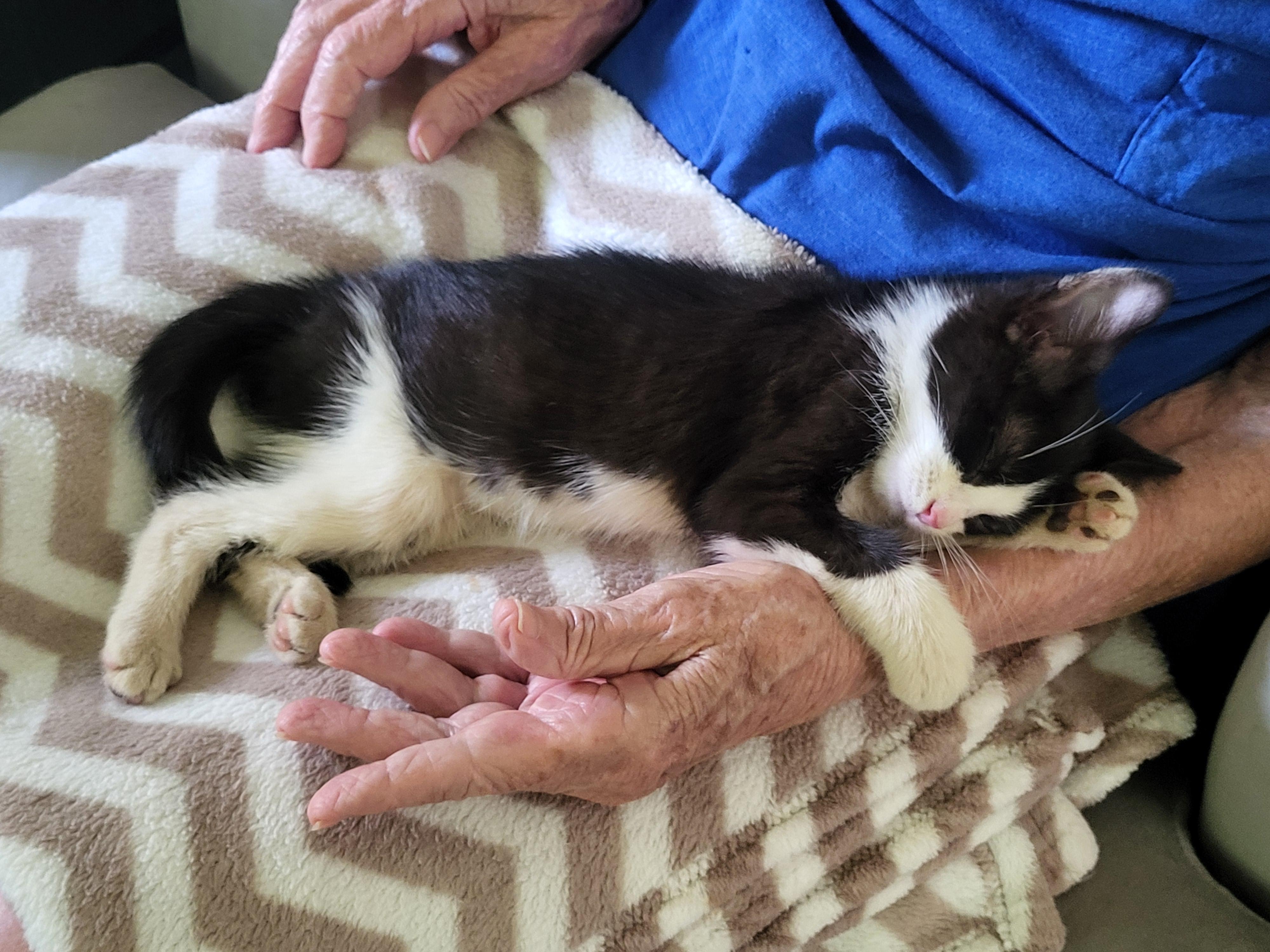 Enlarge Midge, a Adopted Domestic Short Hair in Hillsdale, MI image 2/3